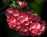 Kalmia Latifolia